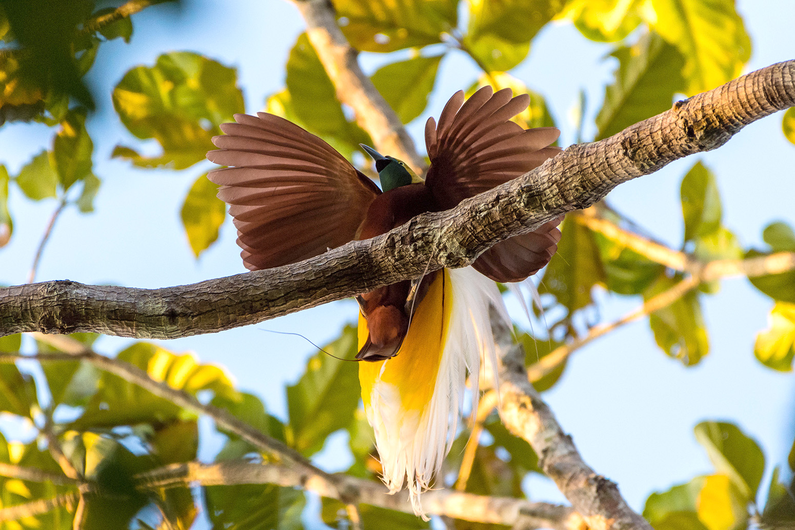 Burung Cendrawasih jantan untuk menarik perhatian betina, Papua, Indonesia. Kredit: Gabbro / Alamy Stock Photo.